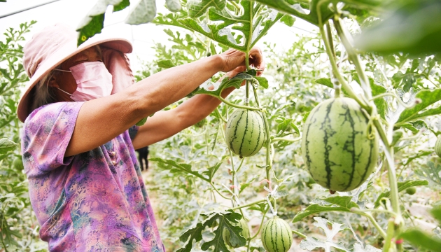 谷雨前后，種瓜點(diǎn)豆
