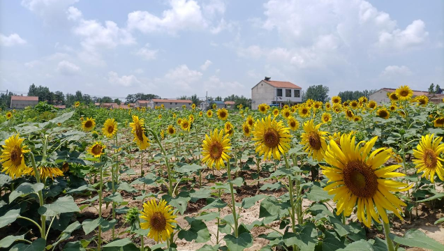 [鹿邑]馬鋪鎮(zhèn)：廢閑土地開出“幸?；ā?> </a></TD>             </TR>           </TBODY>         </TABLE>         <TABLE class=margin_4 border=0 cellSpacing=0 cellPadding=0 width=